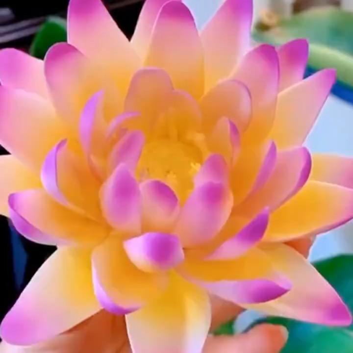 金花纸业
