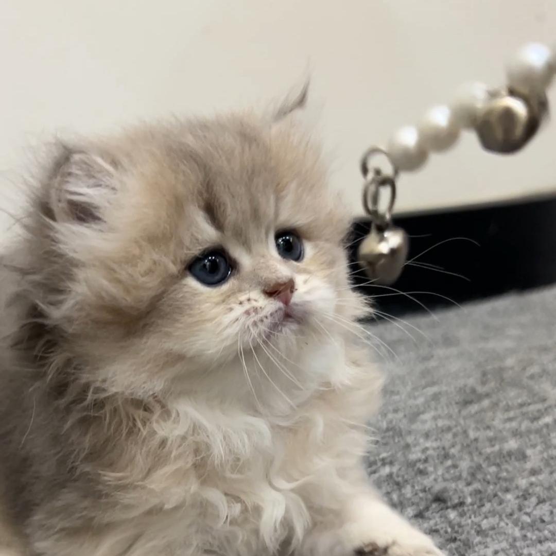 冠以猫舍-蓝金渐层