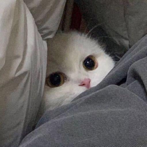 赴.