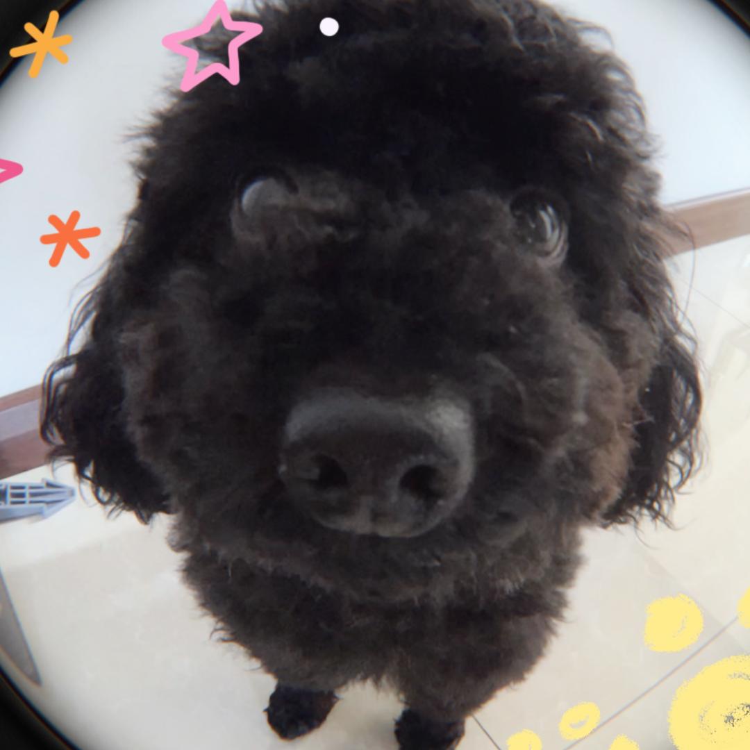 富贵是只黑泰迪🐶
