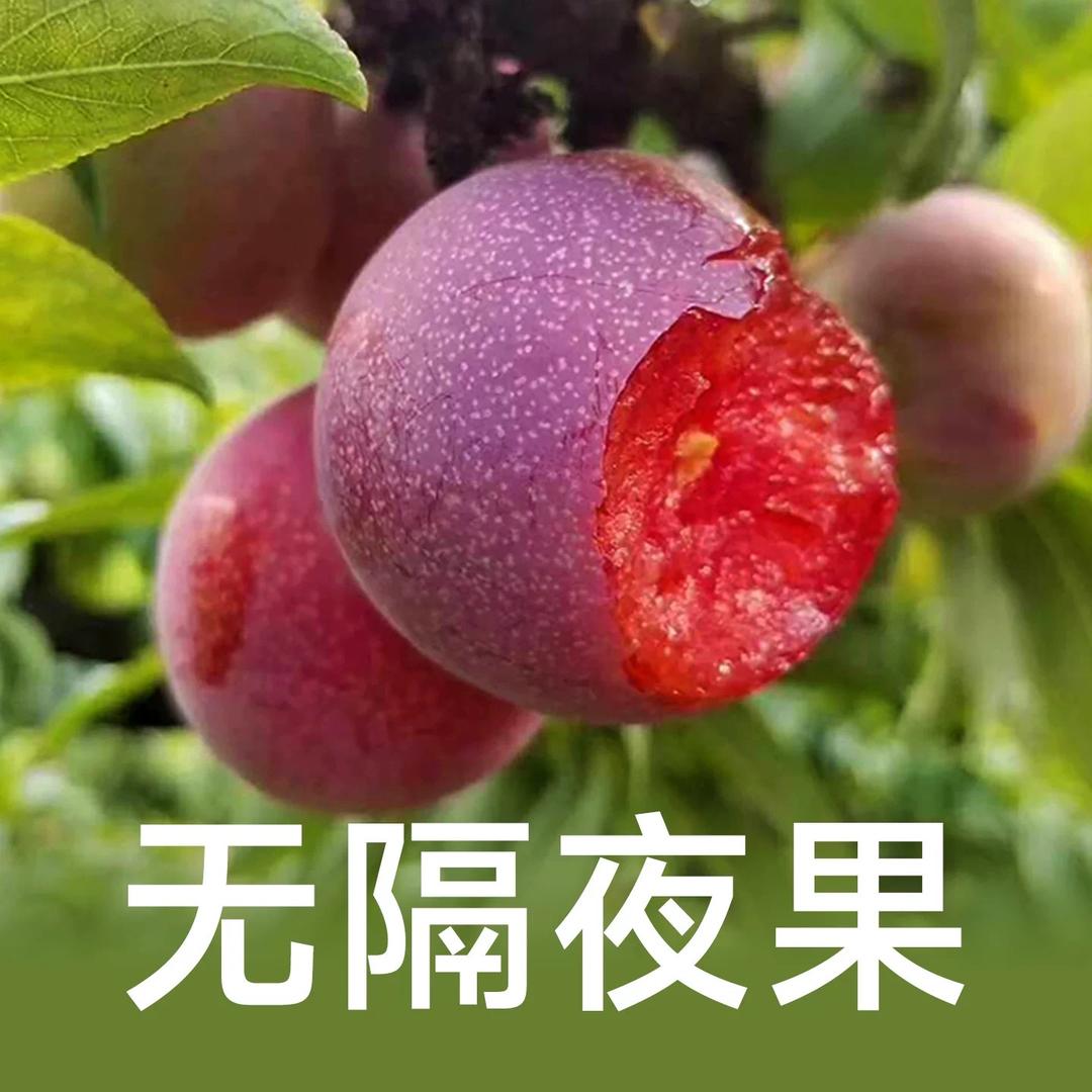 老王鲜果杨梅