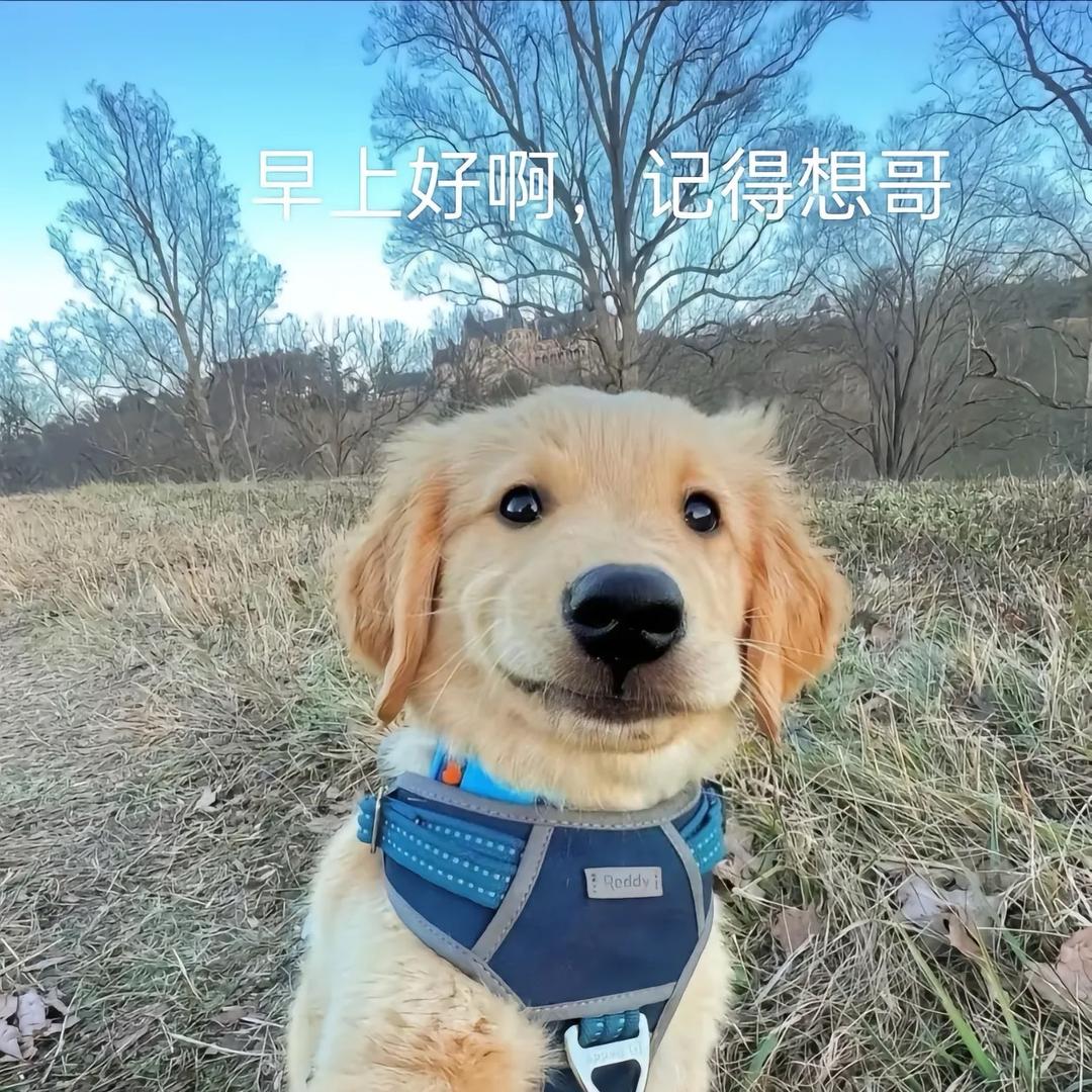 鹏