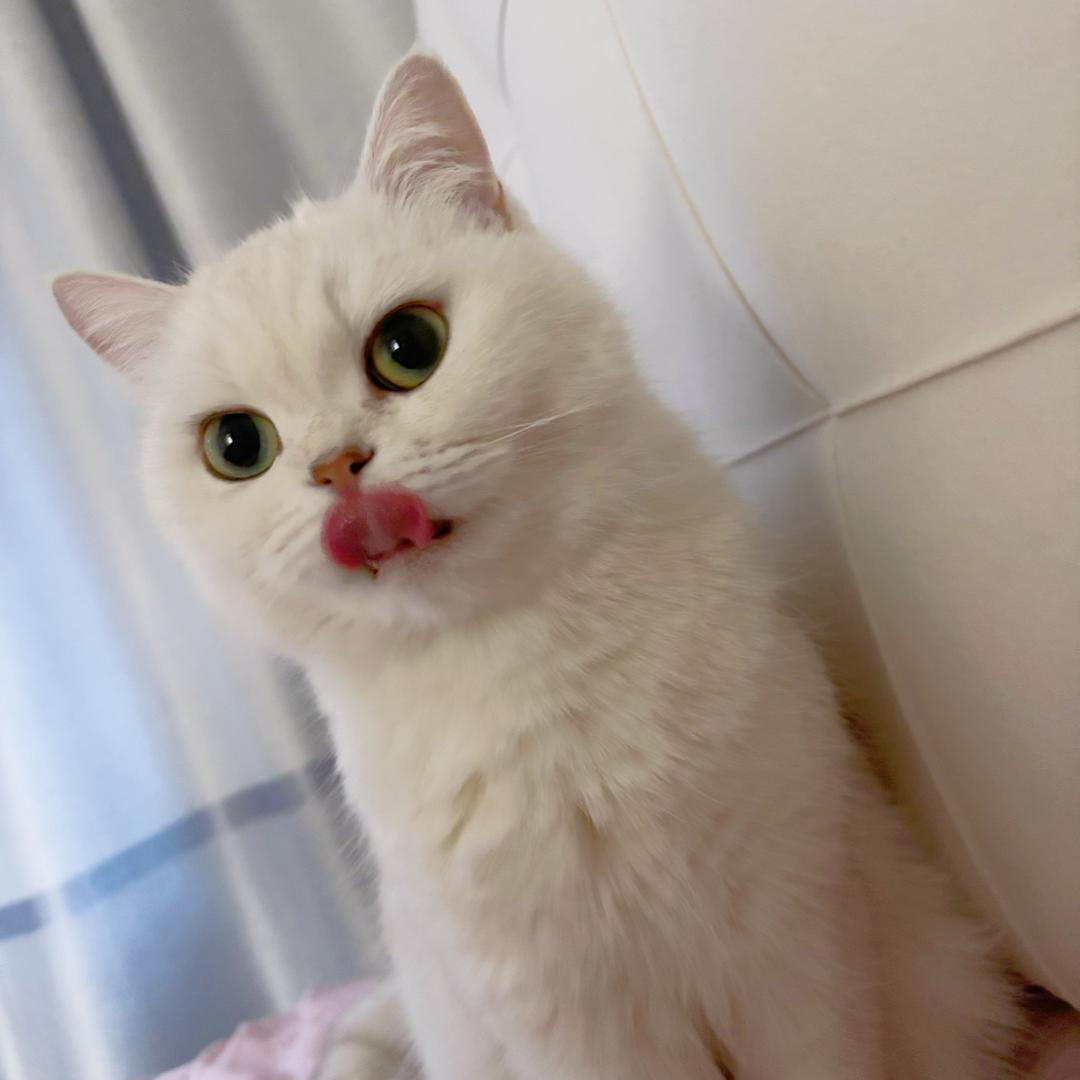 小粽子🐈