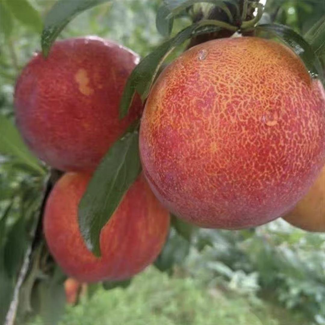 桔子果树苗木专营店