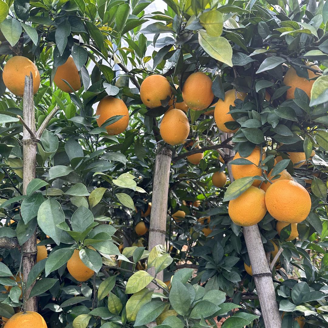 聚乐鲜水果供应链