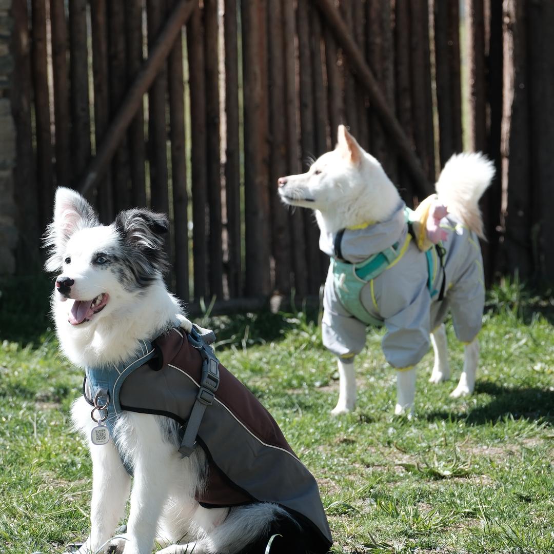 Bullion和胡桃的捡屎官