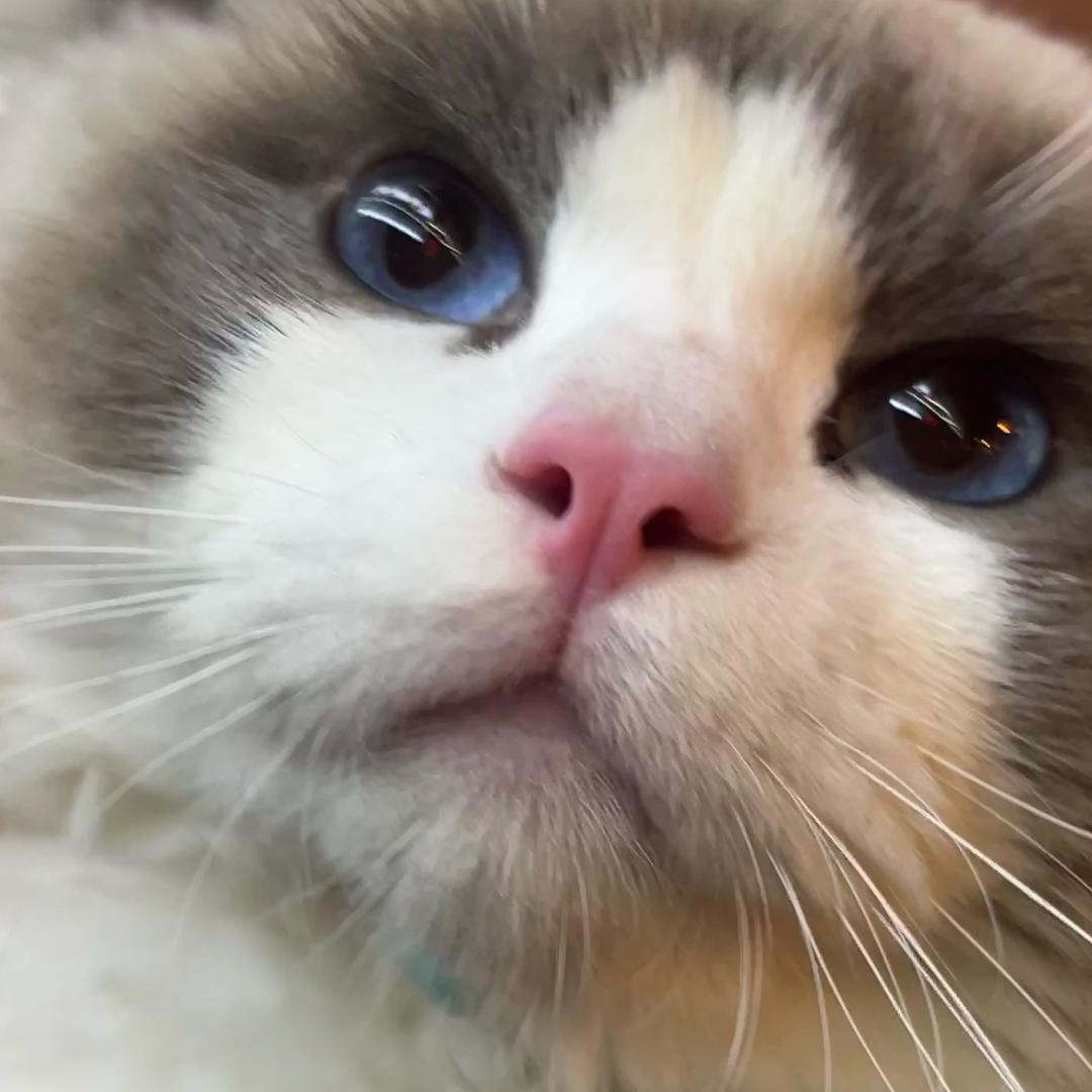 小熊BB