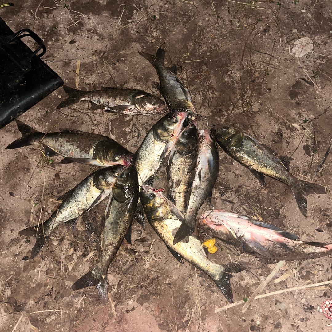 赤脚大仙🧌李鲢长