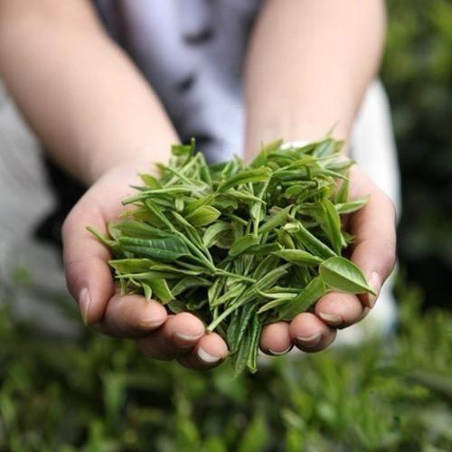 宝禾茶业