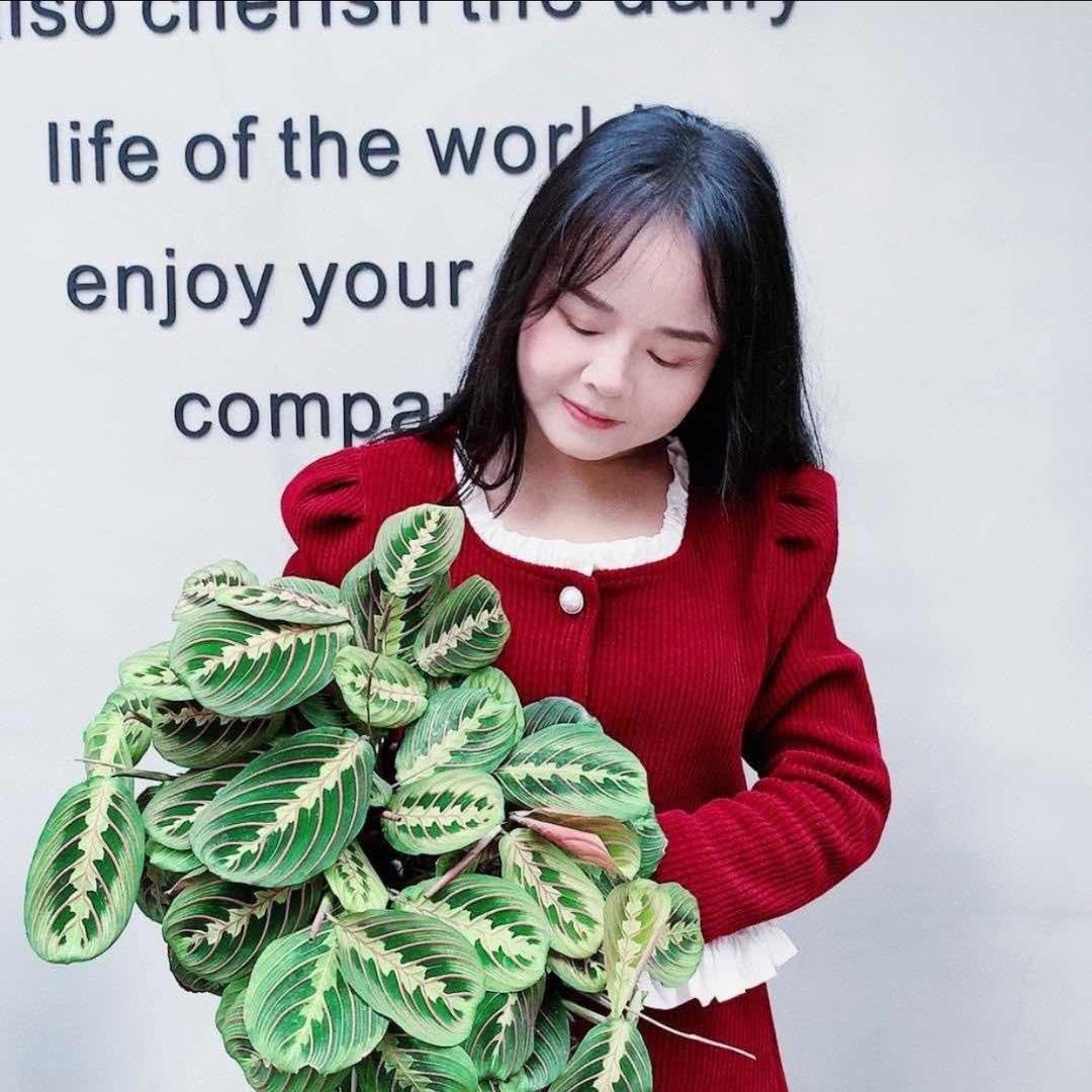 晶姐绿植基地