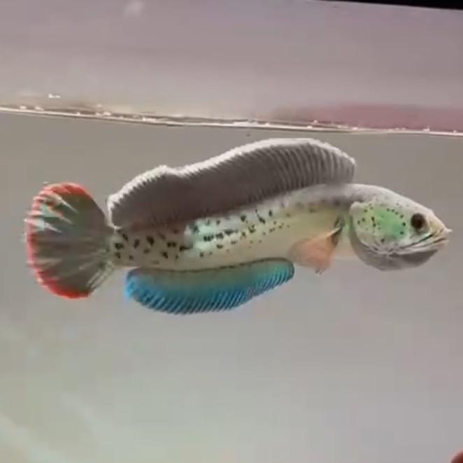 凡人
