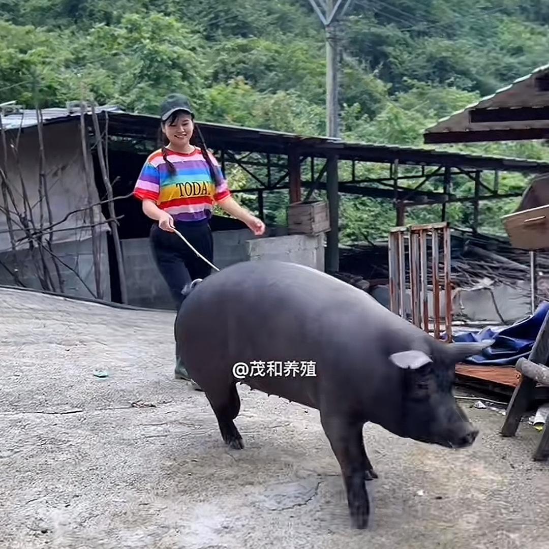 茂和养殖一家