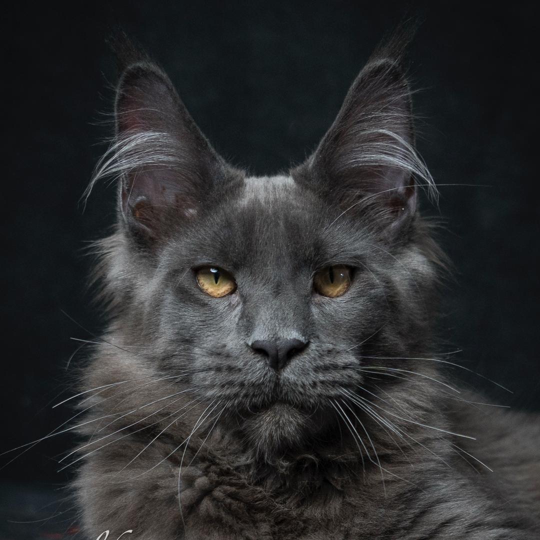 野火缅因猫舍