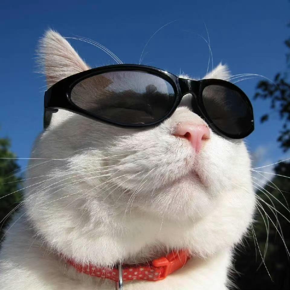8肥猫