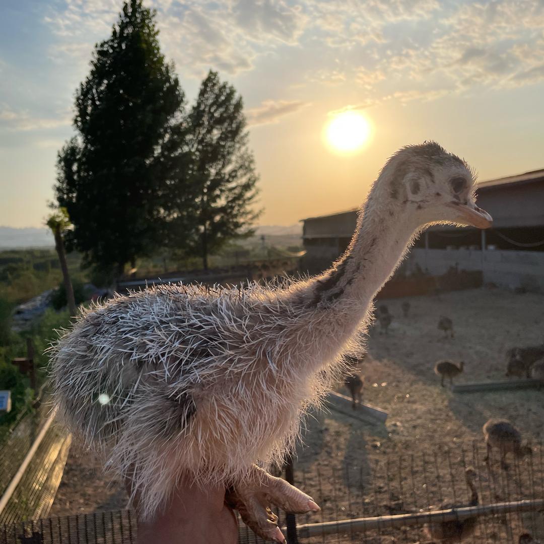 拆蛋小能手-鸵鸟版