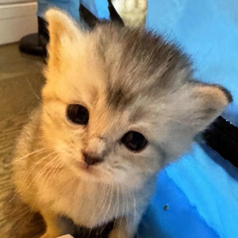 小棉花不吃汤圆