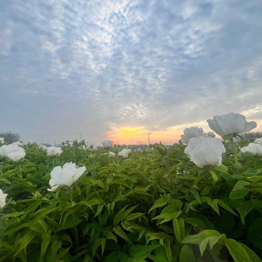 亳州市顺祥中药材种植基地#信博