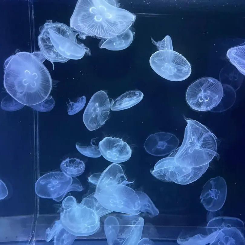 北海左海水母批发养殖基地