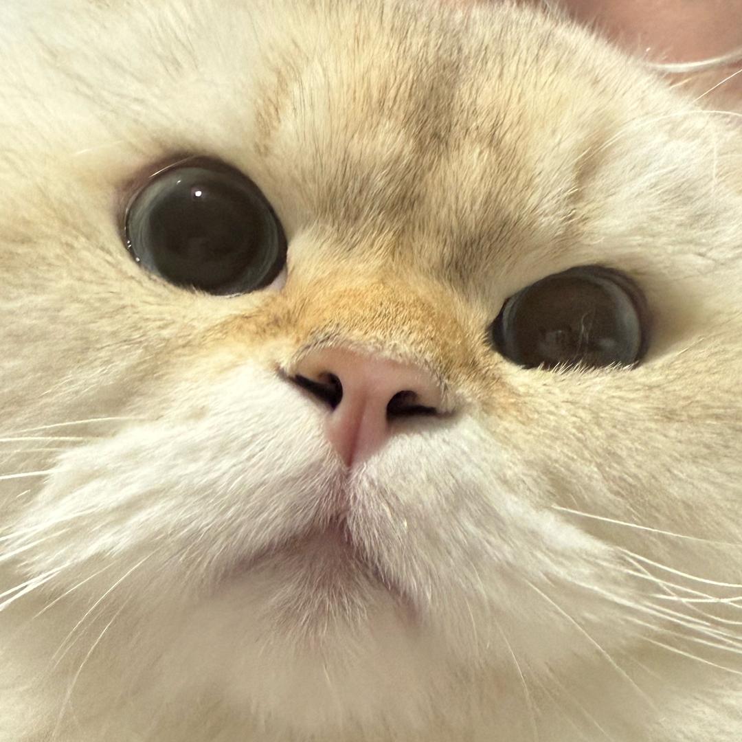 臭咆咆