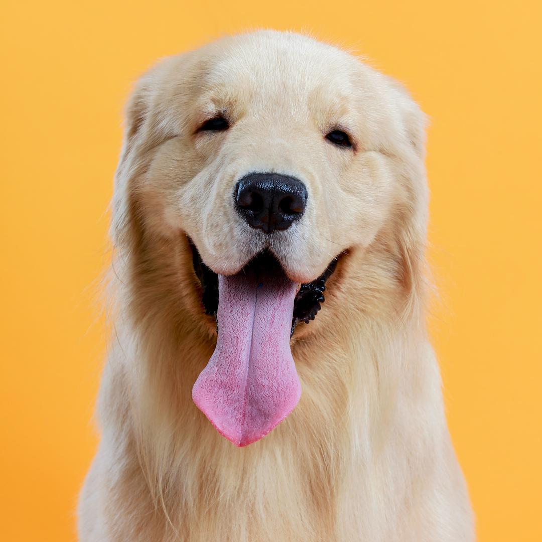 开心是只大金毛