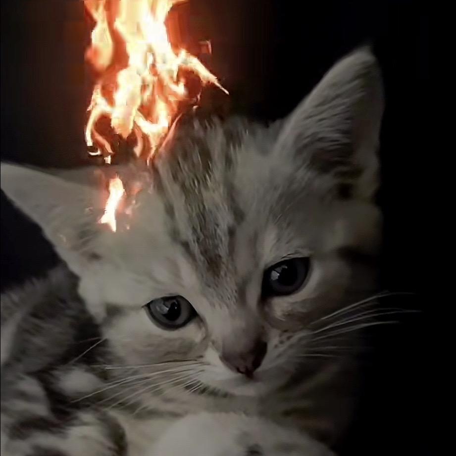 Ovo
