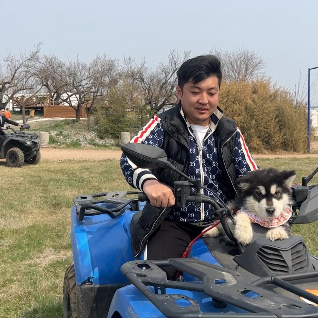 山东狗王犬业＆专业选狗