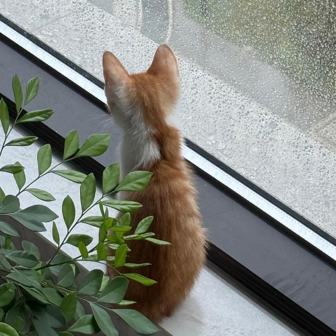 猫猫吃零食