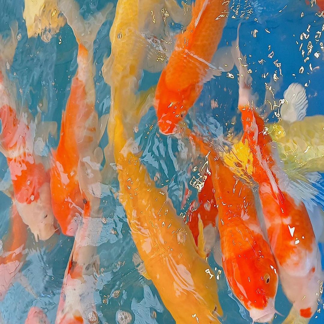阿海