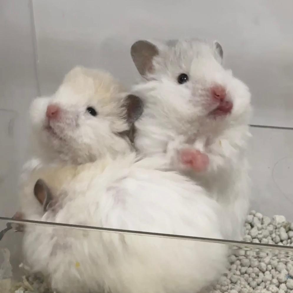 米奇熊窝（出熊）