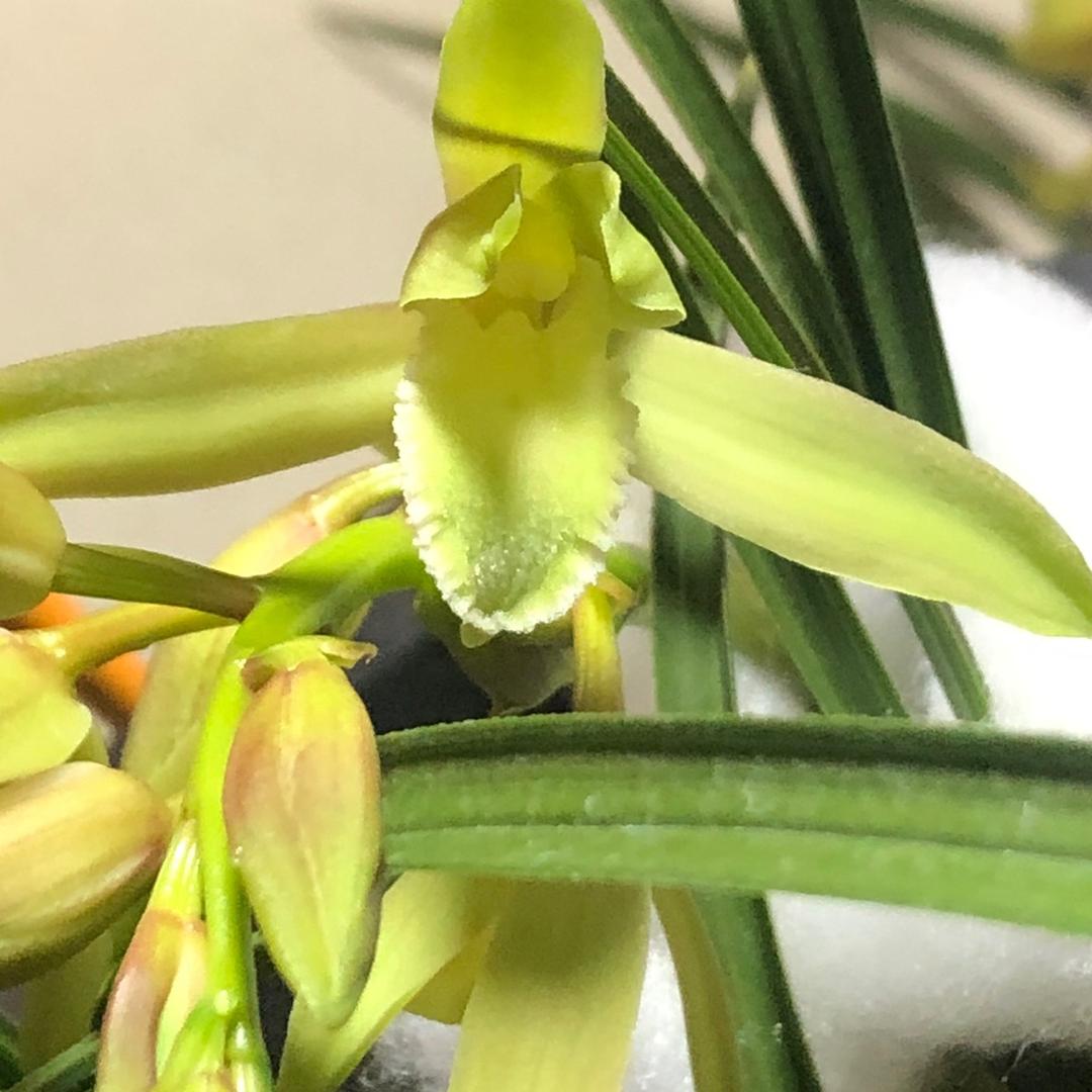 连城县礼讲兮百货商行