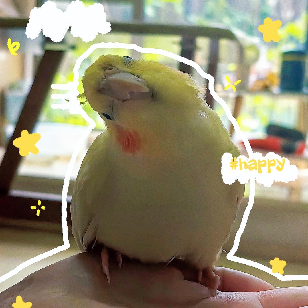 莱宝儿是只鹦鹉