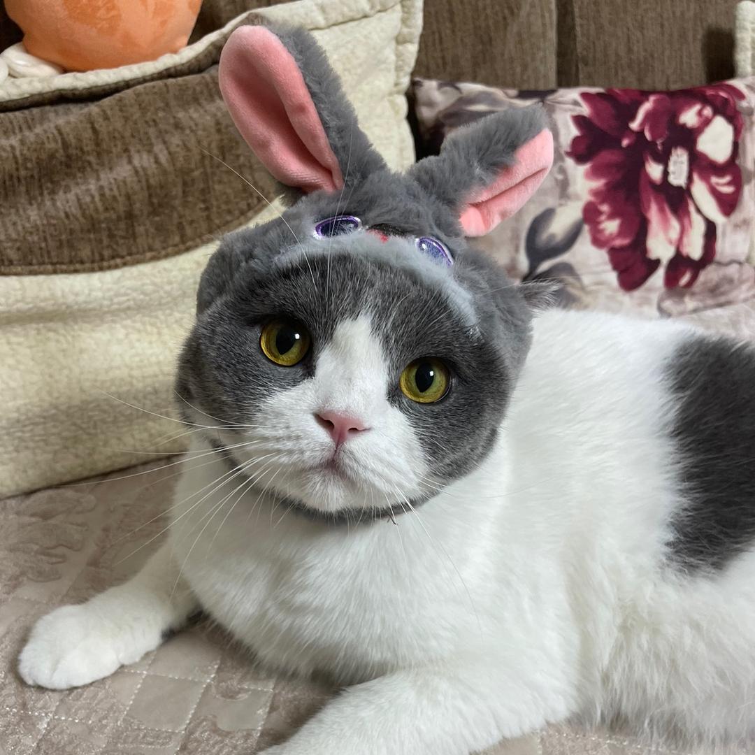 山鸡是只小怂喵