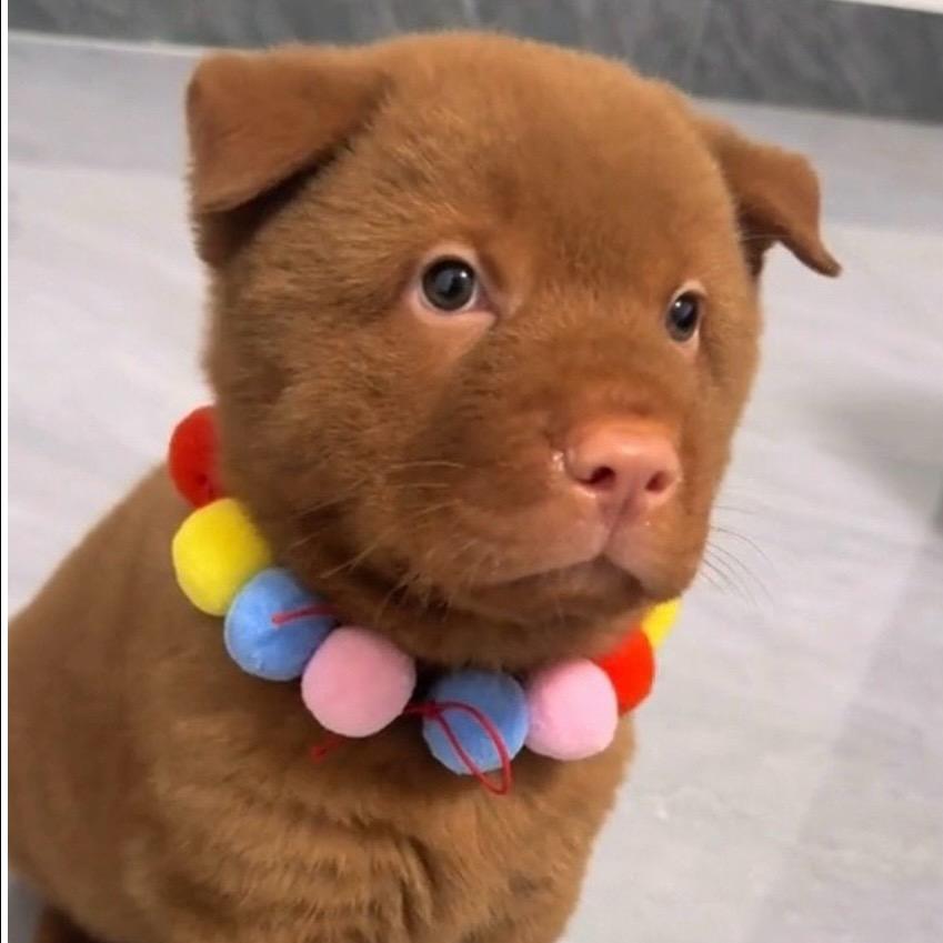 嘟嘟田园犬
