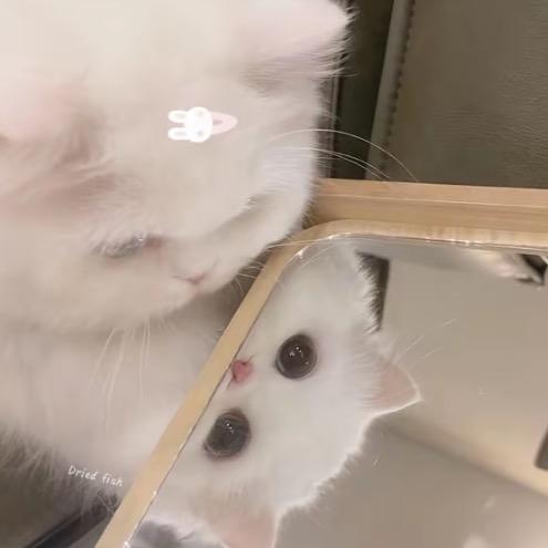 V羊羊