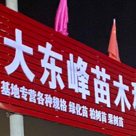 大东峰苗木（专供侧柏苗）