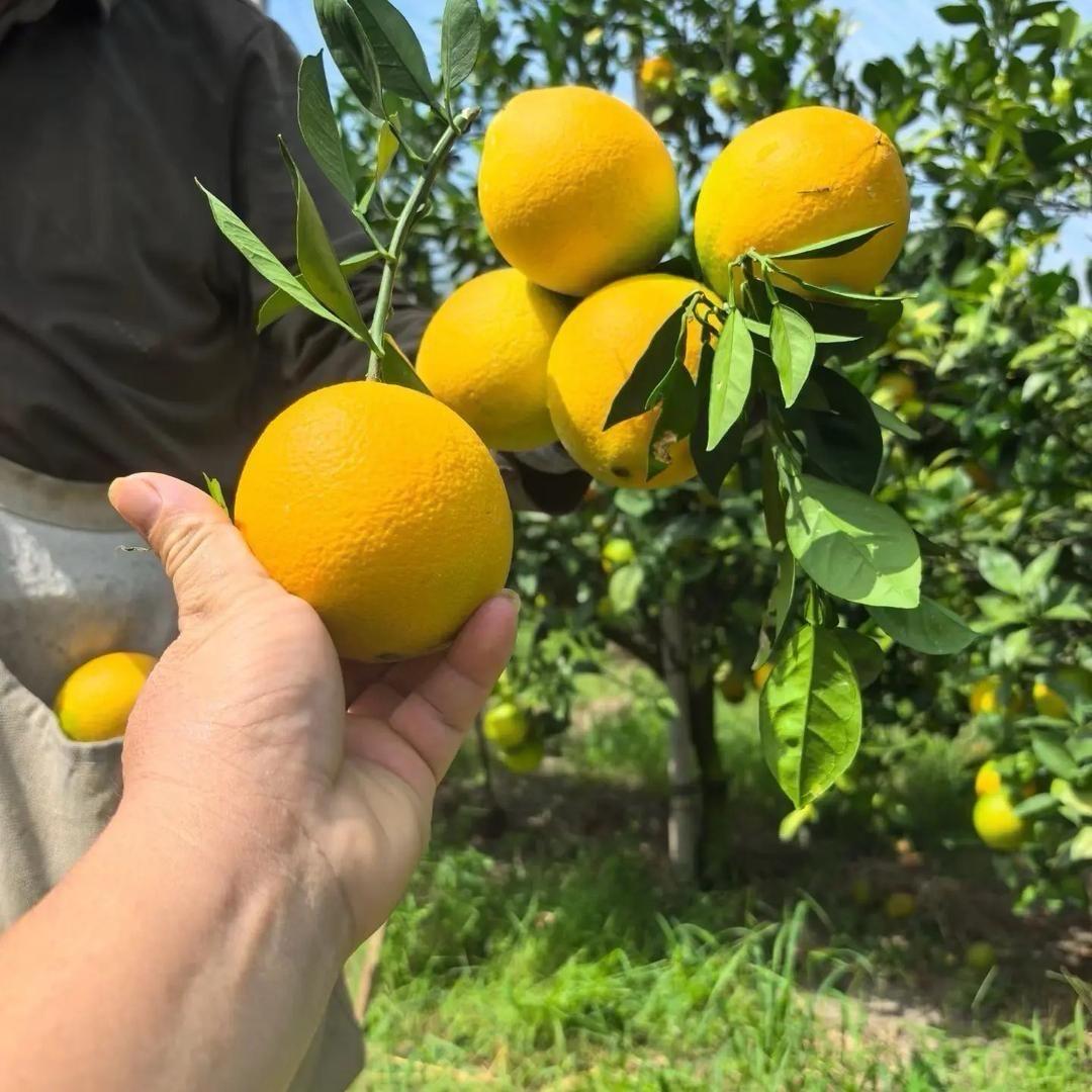香香鲜果汇