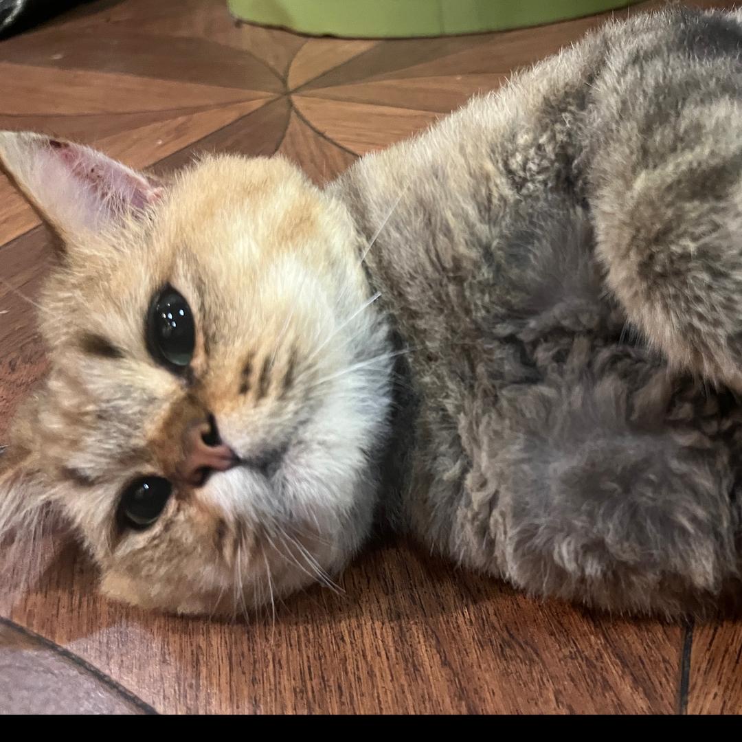 鲛鱼