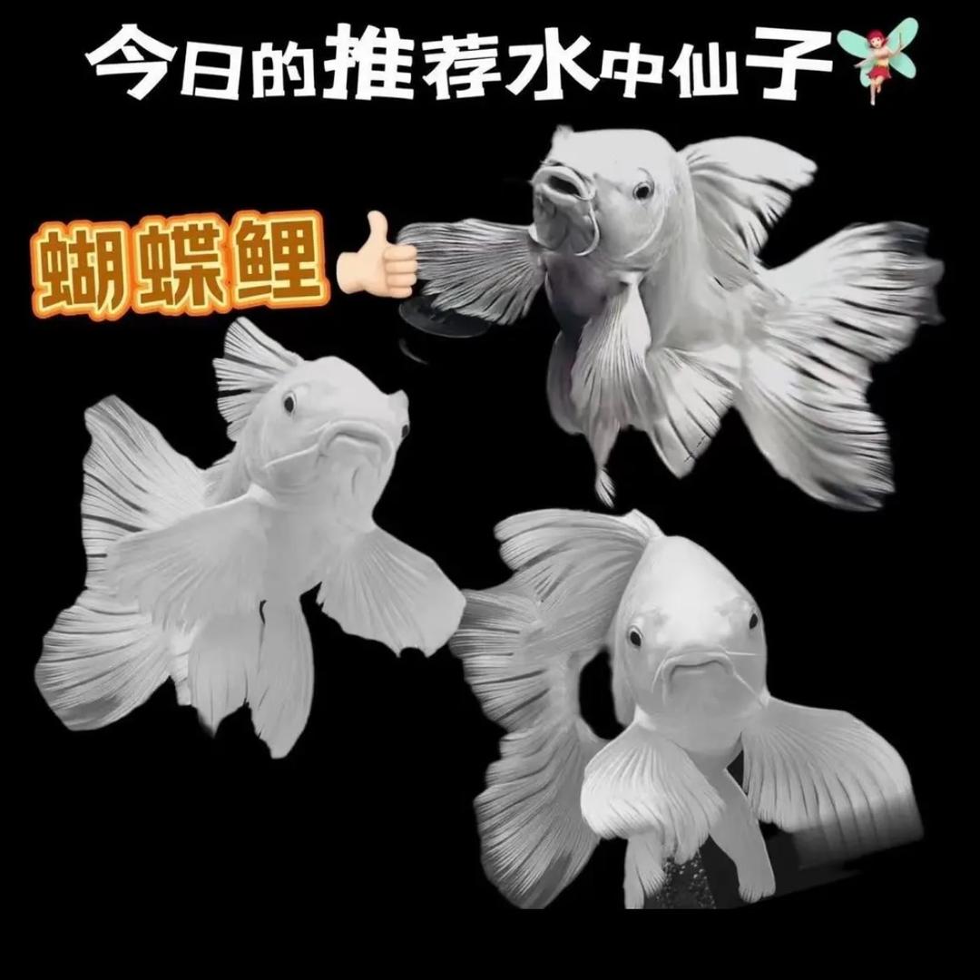 雅琪水族