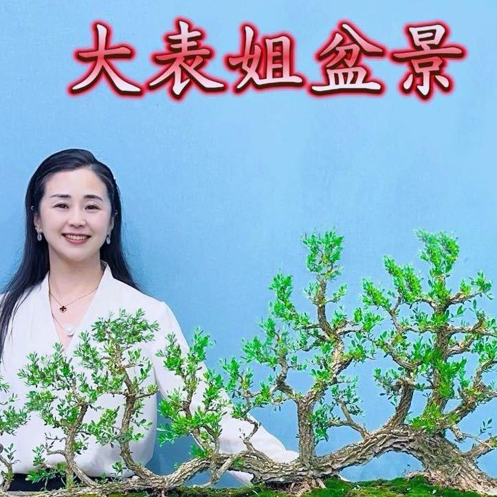大表姐盆景