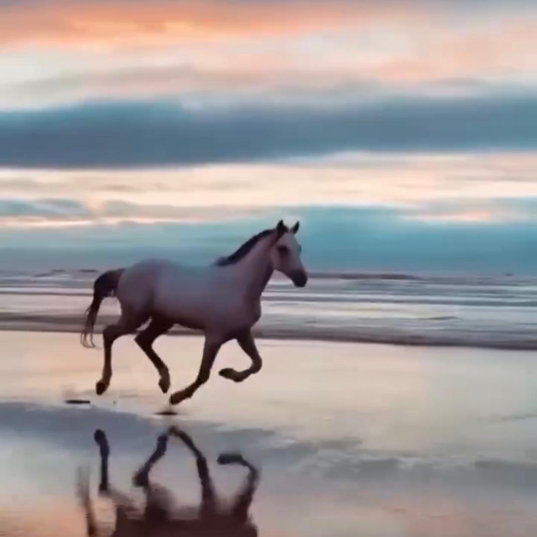 格舞