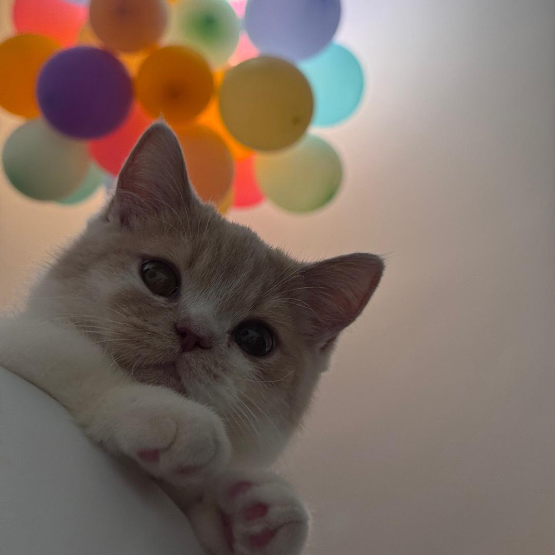 猪咪不是小凑脚