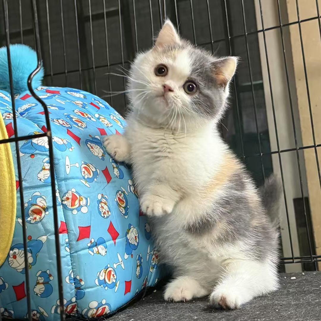 小福有只猫
