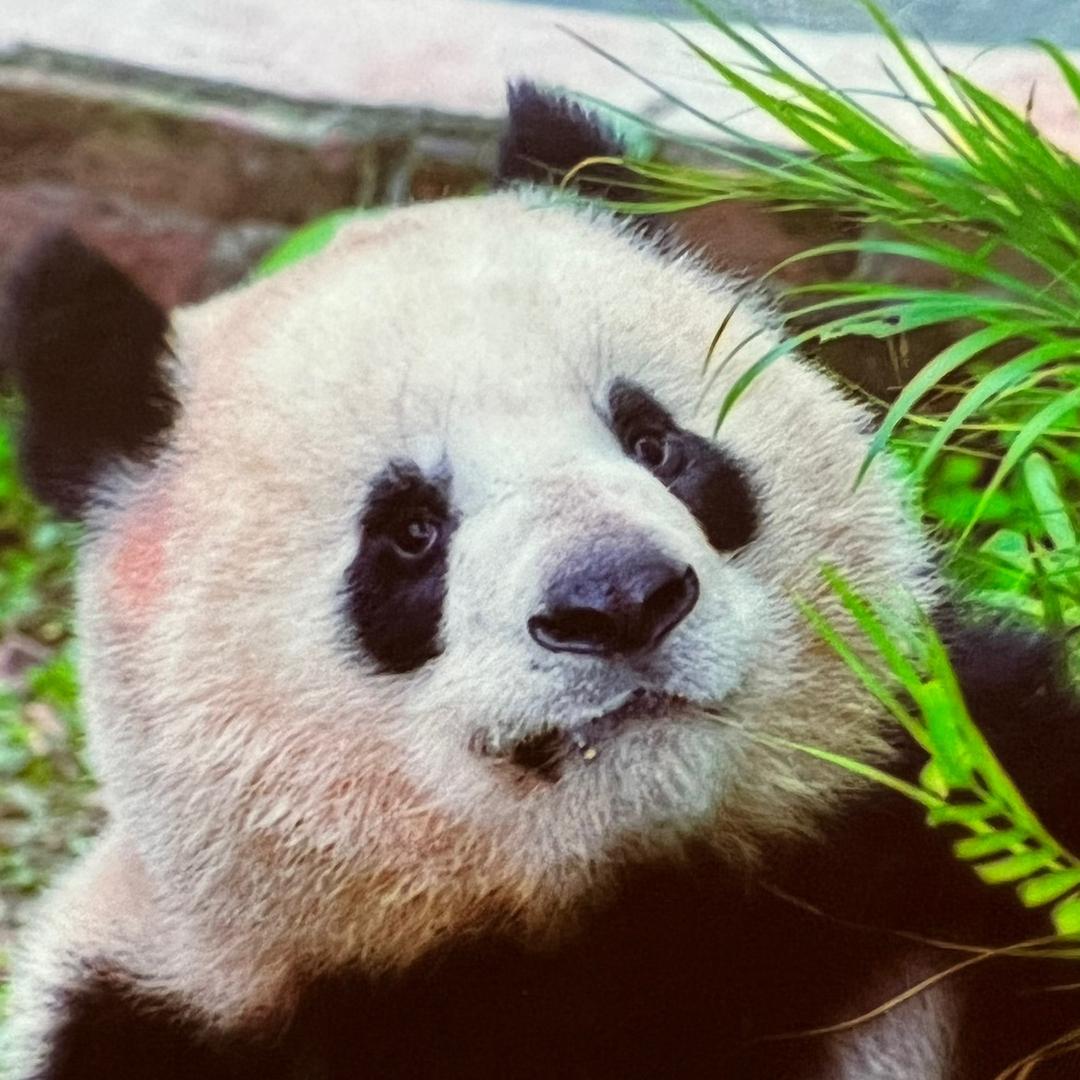 小P看熊猫🐼