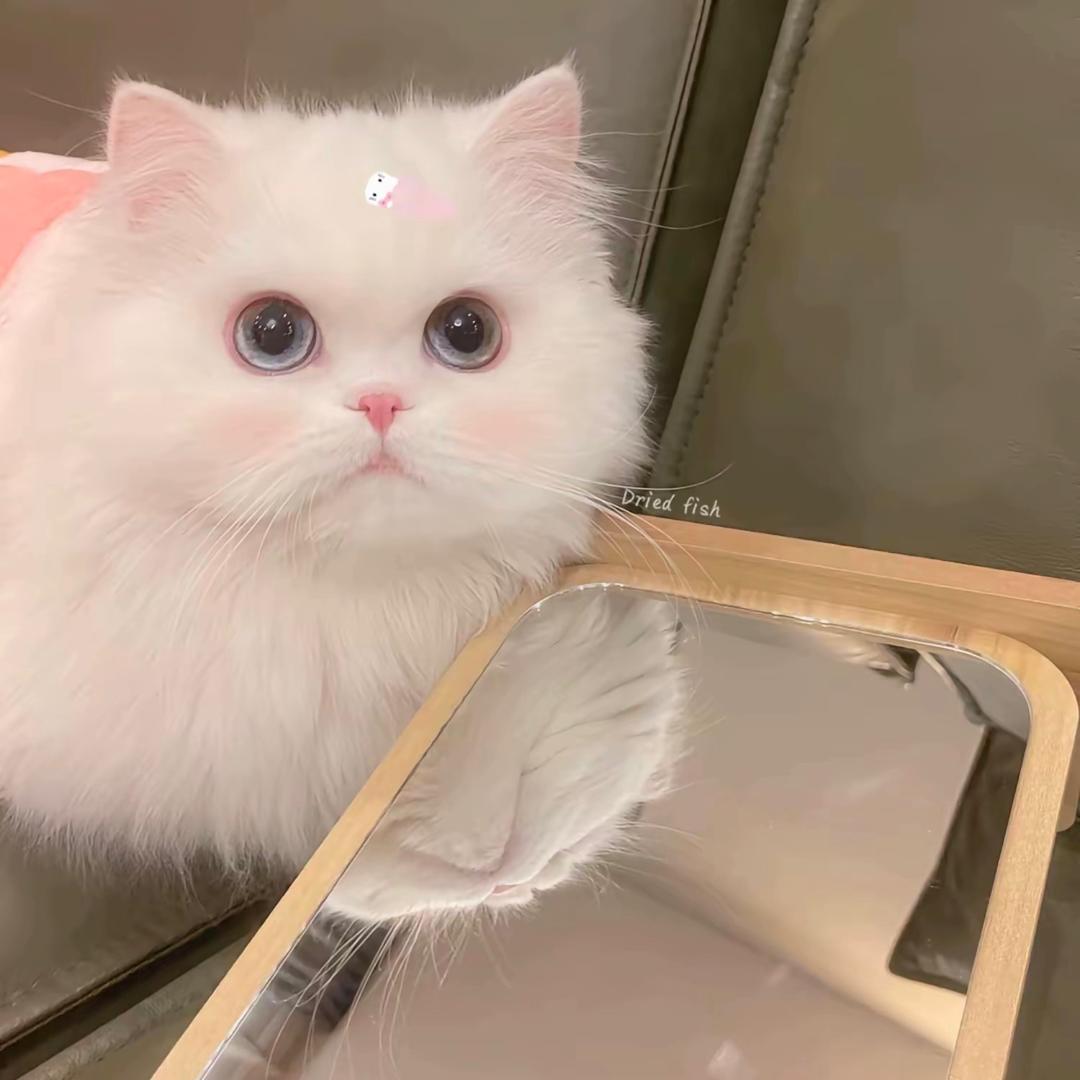 𝘼𝙪𝙧𝙤𝙧𝙖