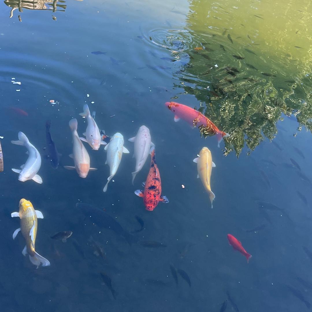 一根葱