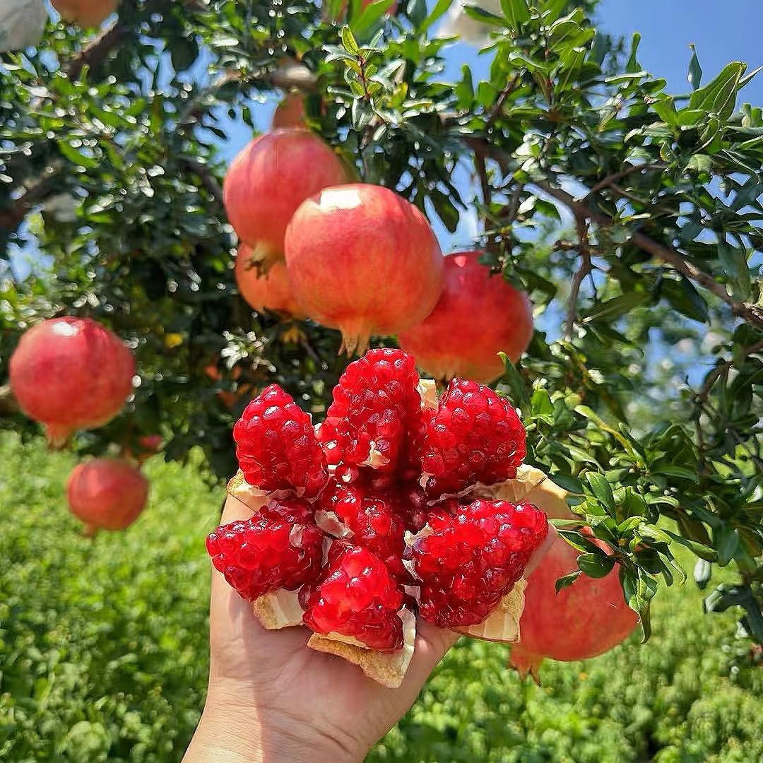 小李生鲜供应链