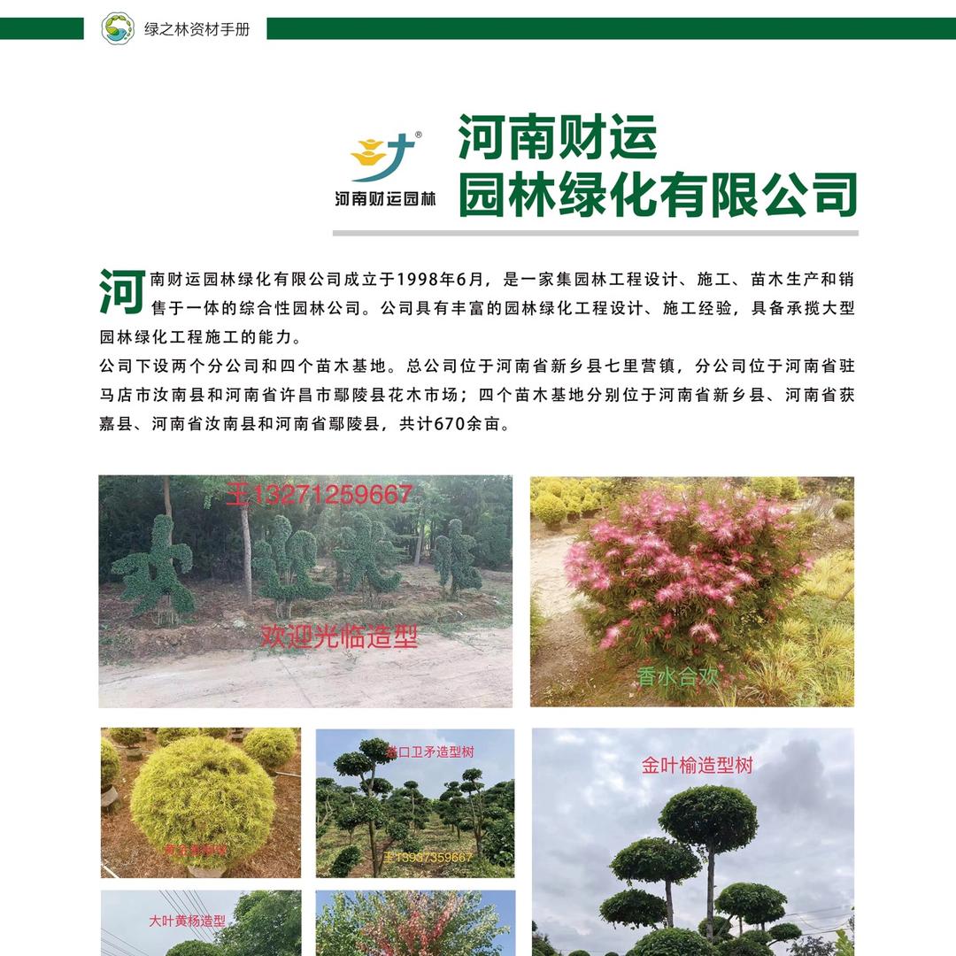 精品造型树