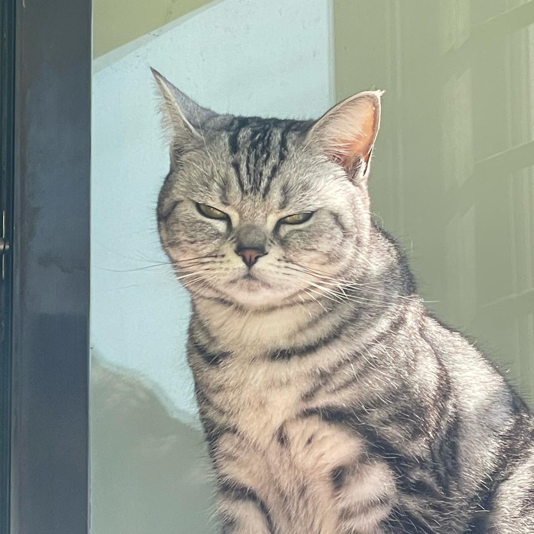 橘柚🐯