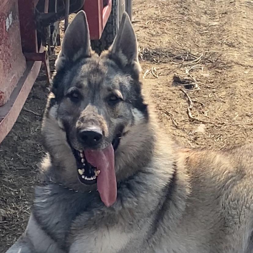 老版狼青～战狼犬舍