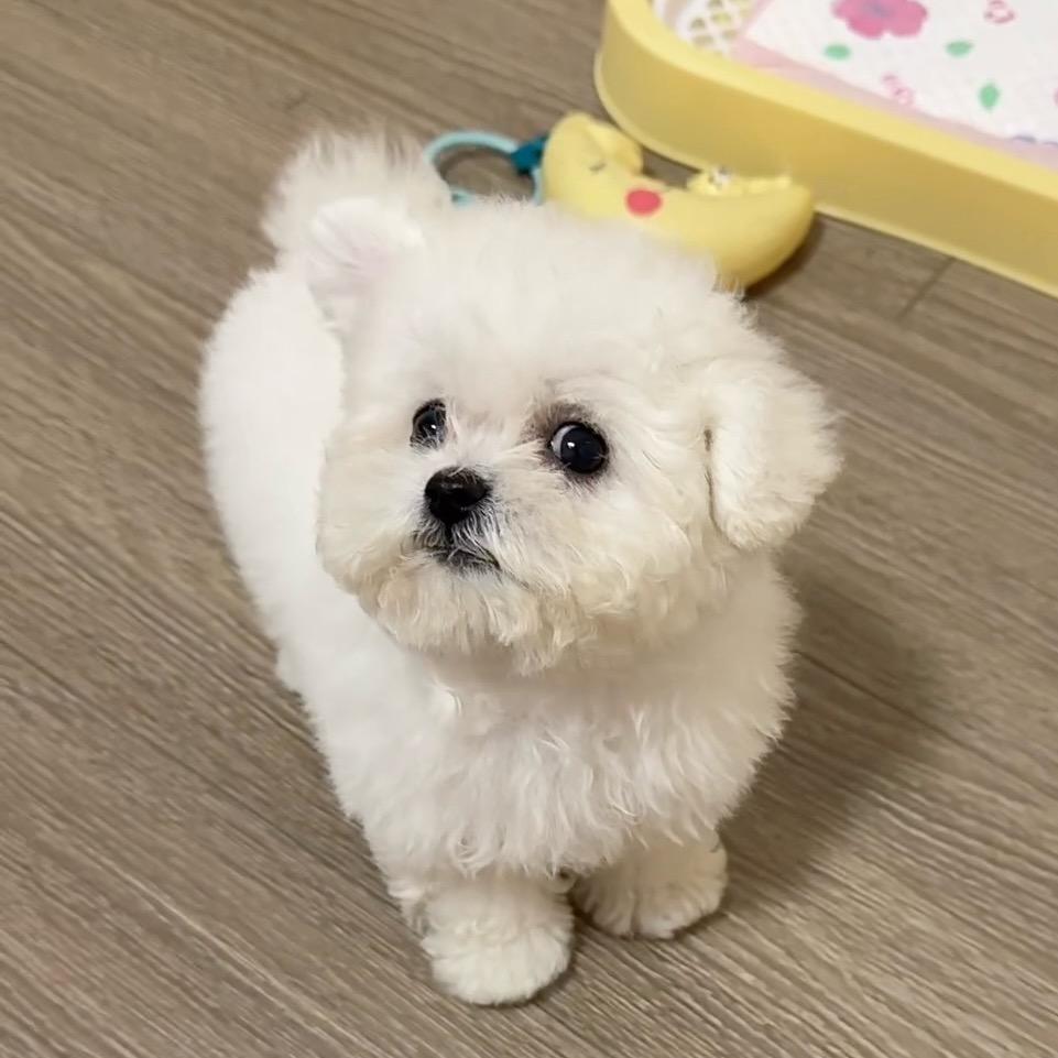 甜麦手作萌宠服饰